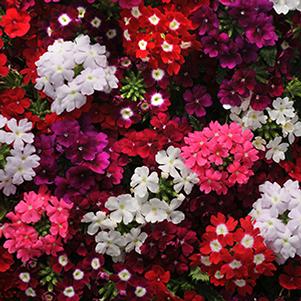 Verbena hybrida 'Quartz Mix XP'