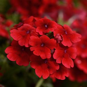 Verbena hybrida 'Quartz Scarlet XP'