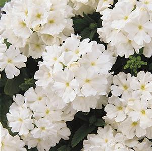 Verbena hybrida 'Quartz White XP'