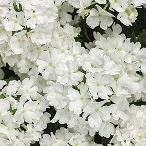 Verbena hybrida 'Superbena Whiteout'