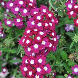 Verbena hybrida 'Empress Burgundy Charme'