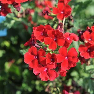 Verbena hybrida 'Empress Dark Red'