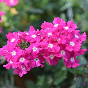 Verbena hybrida 'Empress Hot Pink Charme'