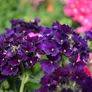 Verbena hybrida 'Empress Imperial Blue'