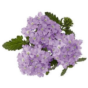 Verbena hybrida 'Empress Lavender'