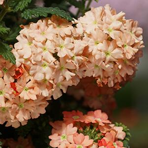 Verbena hybrida 'Empress Peach'