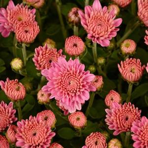 Mum chrysanthemum x morifolium 'Ursula Lavender'