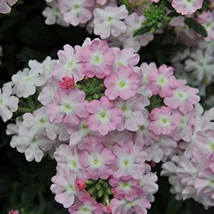 Verbena hybrida 'Empress Soft Pink Charme'