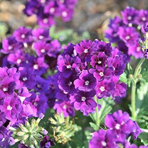 Verbena hybrida 'Empress Violet Blue'