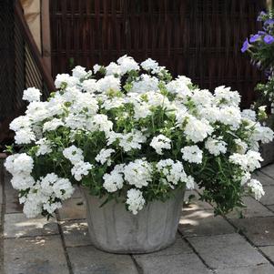 Verbena hybrida 'Empress White'