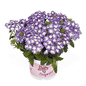 Verbena hybrida 'Empress Flair Blue Charme'