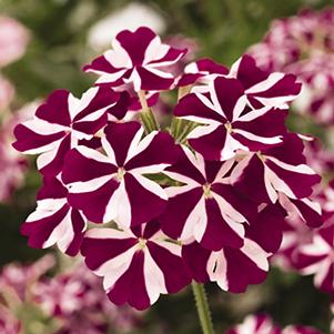 Verbena hybrida 'Empress Flair Burgundy Star'