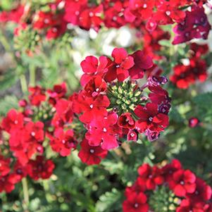 Verbena hybrida 'Empress Flair Cherry'