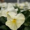 Pansy Viola X Wittrockiana 'Matrix Clear Primrose'