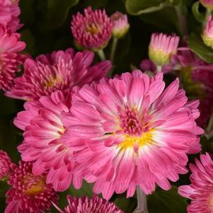 Mum chrysanthemum x morifolium 'Stacy Pink'