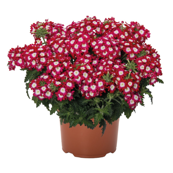 Verbena hybrida 'Empress Flair Cherry Charme'