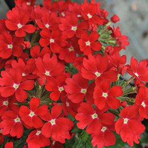 Verbena hybrida 'Empress Flair Dark Cherry Charme'