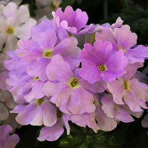 Verbena hybrida 'Empress Flair Heavenly Blue'