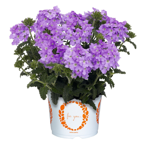 Verbena hybrida 'Empress Flair Lavender Blue'