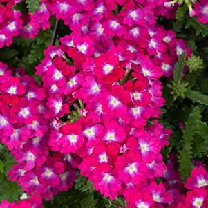 Verbena hybrida 'Empress Flair Neon'