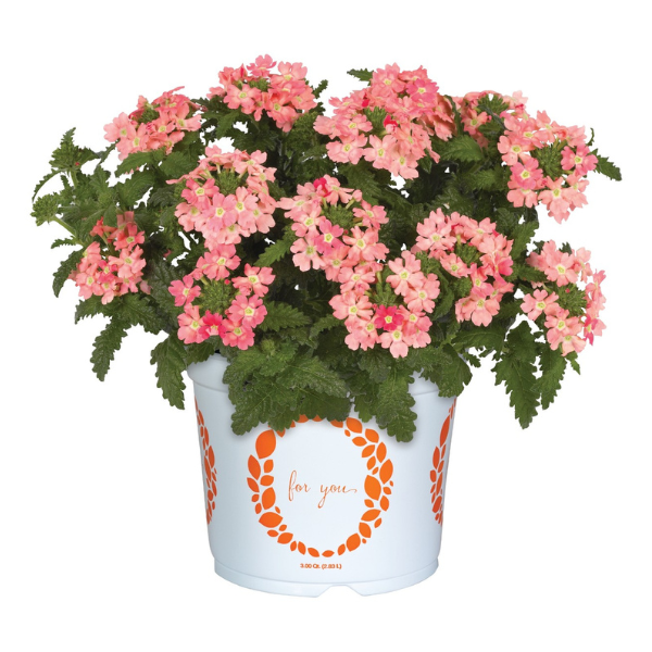 Verbena hybrida 'Empress Flair Peach'