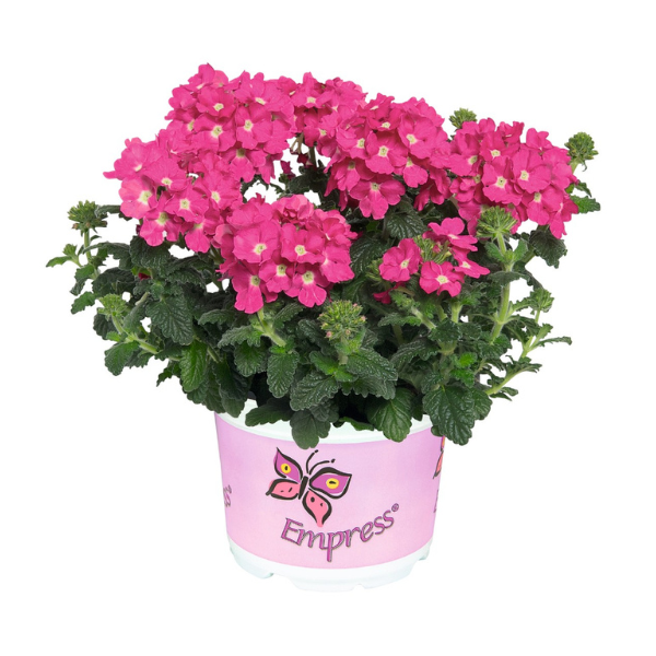 Verbena hybrida 'Empress Flair Pink Charme'