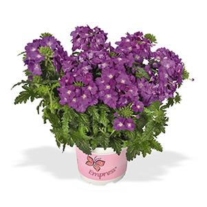Verbena hybrida 'Empress Flair Purple Sky'