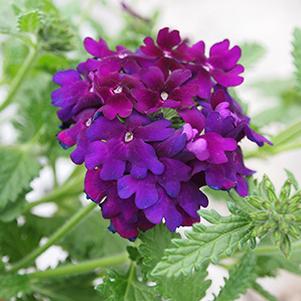 Verbena hybrida 'Empress Flair Violet Blue'