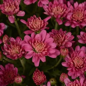 Mum chrysanthemum x morifolium 'Jacqueline Pink Improved'