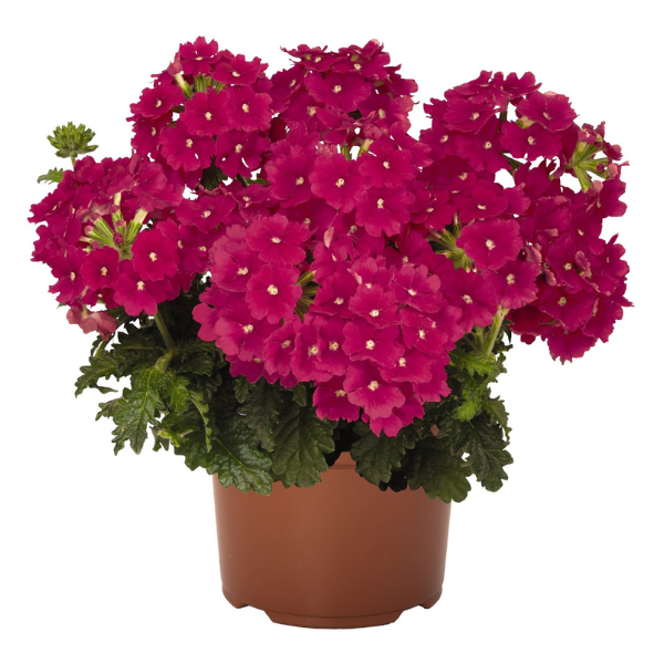 Verbena hybrida 'Empress Sun Cherry'