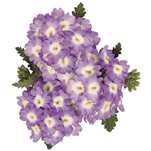 Verbena hybrida 'Empress Sun Lavender Charme'