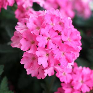 Verbena hybrida 'Empress Sun Pink'