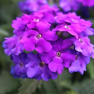 Verbena hybrida 'Empress Sun Violet'