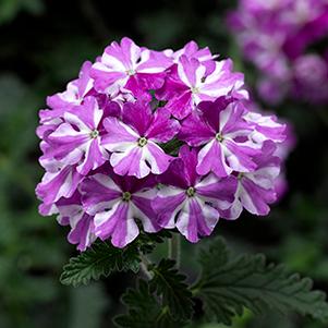 Verbena hybrida 'Lanai Twister Star Purple'