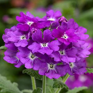 Verbena hybrida 'Lanai Upright Purple'