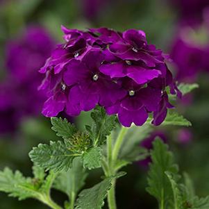 Verbena hybrida 'Lanai Upright Purple Velvet'