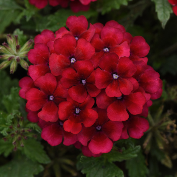 Verbena hybrida 'Lascar Vampire'