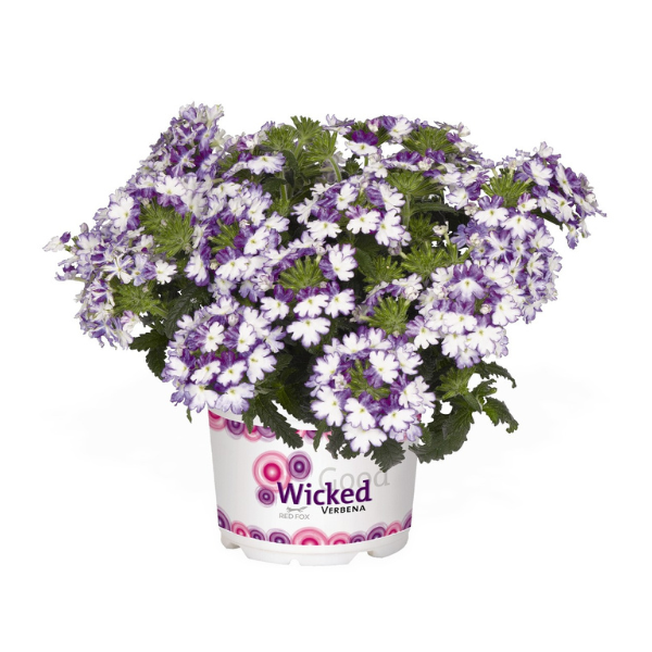 Verbena hybrida 'Wicked Cool Blue'