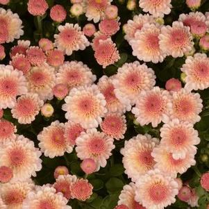 Mum chrysanthemum x morifolium 'Gigi Dark Pink'