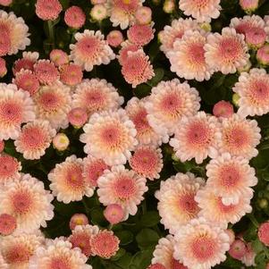 Mum chrysanthemum x morifolium 'Gigi Dark Pink'