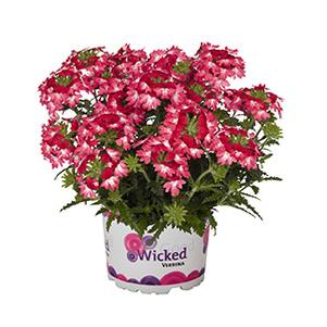 Verbena hybrida 'Wicked Pink Pepper'