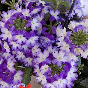 Verbena hybrida 'Wicked Purple'