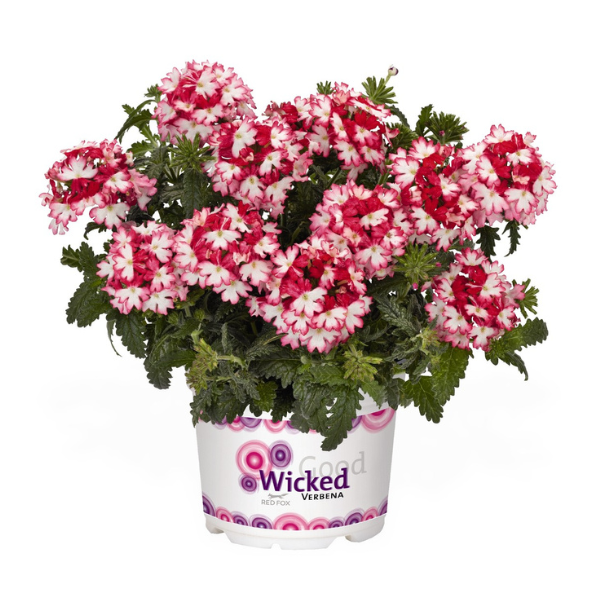 Verbena hybrida 'Wicked Rad Red'