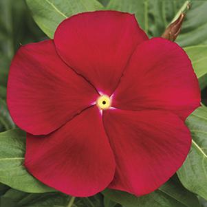 Vinca catharanthus roseus 'Cora Classic Red'