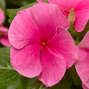 Vinca catharanthus roseus 'Cora XDR Deep Strawberry'