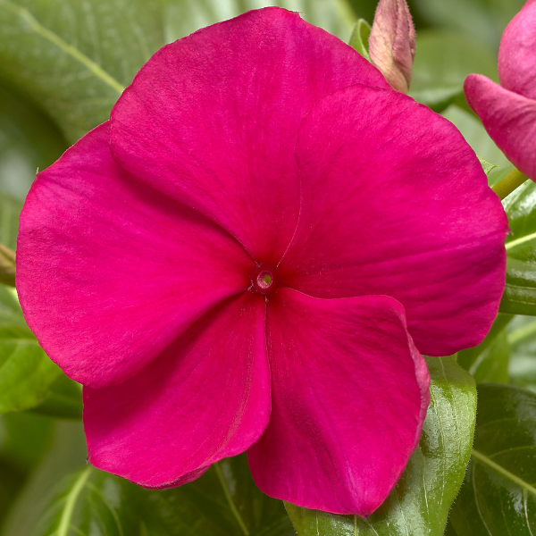 Vinca catharanthus roseus 'Cora XDR Hotgenta'