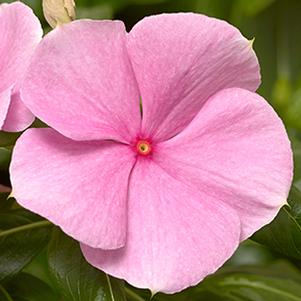 Vinca catharanthus roseus 'Cora XDR Light Pink'