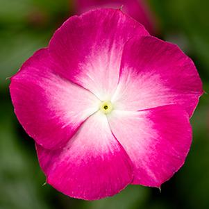 Vinca catharanthus roseus 'Cora XDR Magenta Halo'