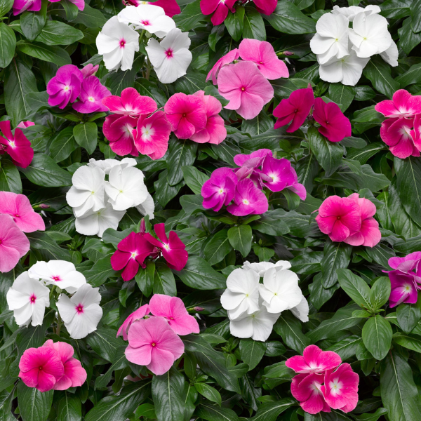 Vinca catharanthus roseus 'Cora XDR Mix'