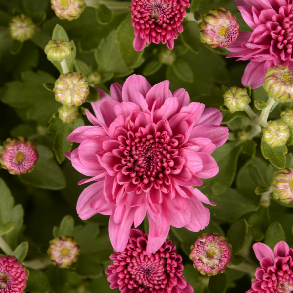 Mum chrysanthemum x morifolium 'Wanda Lavender'